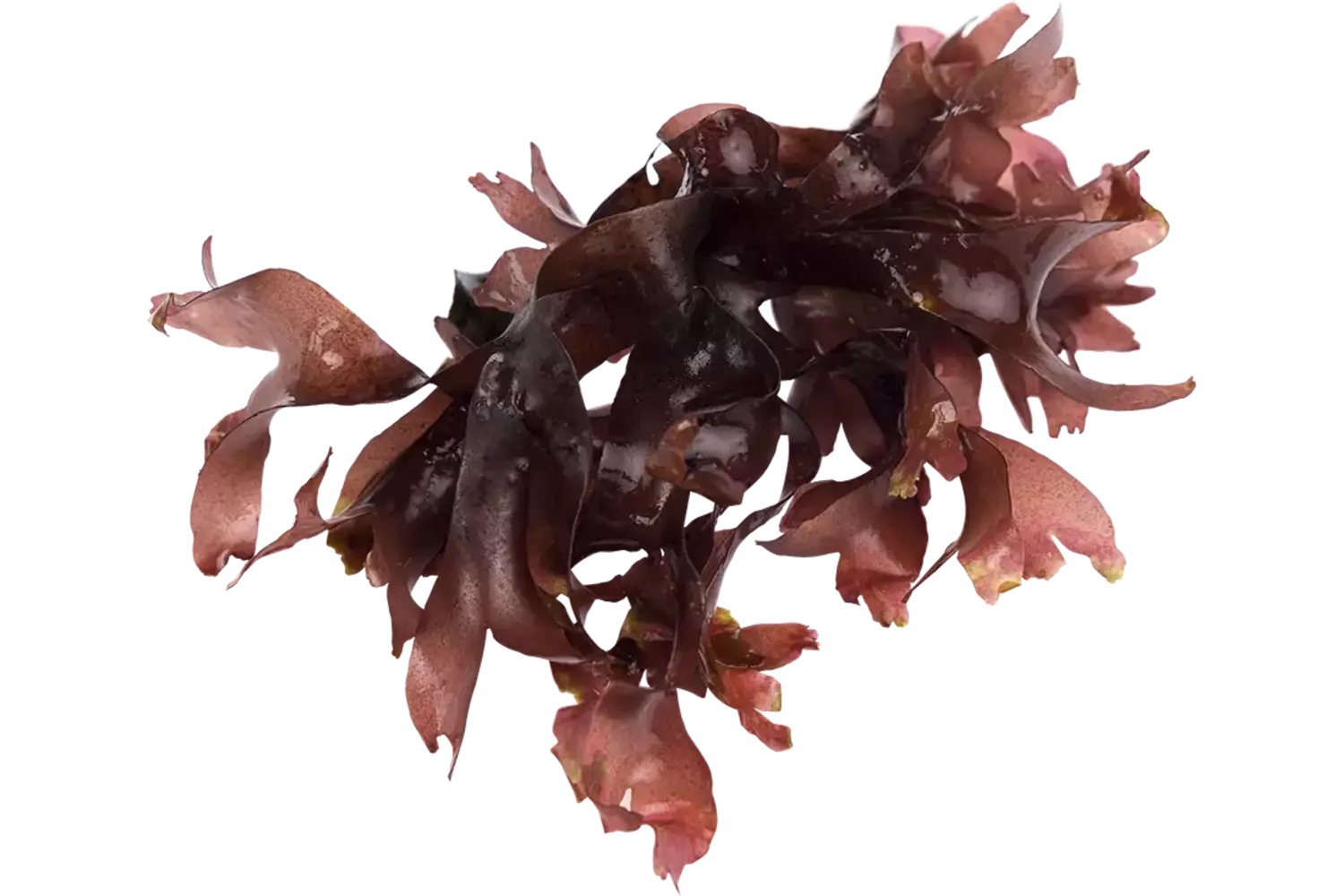 Dulse zeewier (vers) 40gr stuk